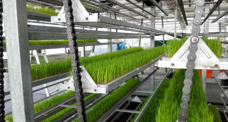 育苗機械設備16AD1.16輸送鏈使用案例